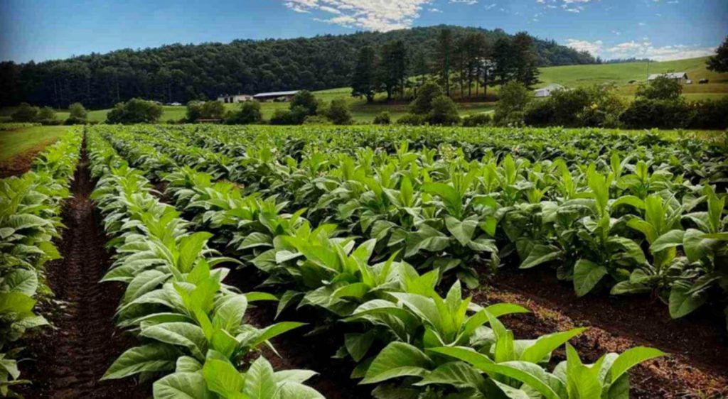 Фермер ухаживает за табачными растениями в Бразилии.