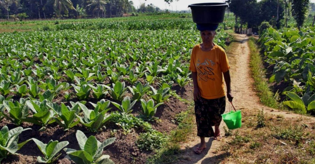 Индонезийский табачный фермер собирает листья