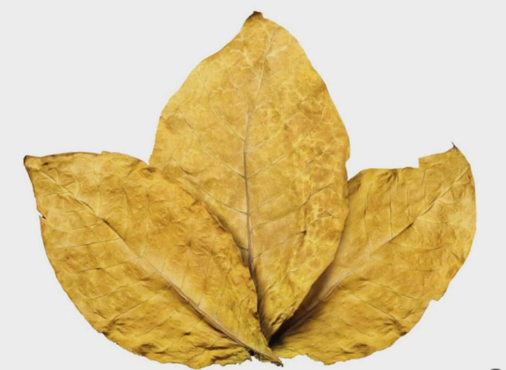 Крупный план золотого листа табака